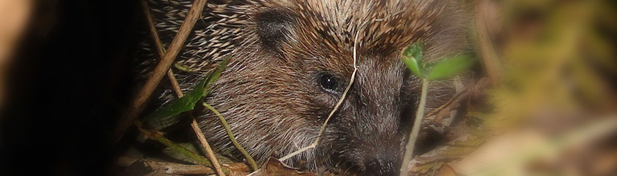 Gebhof Igel Leistungen